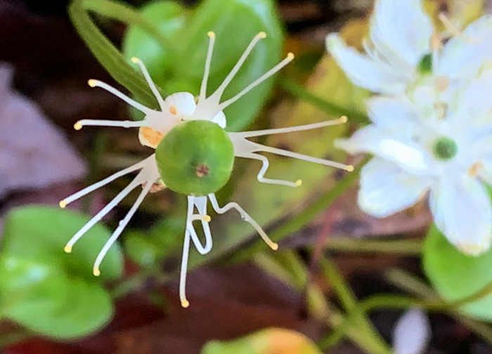 image of Parnassia grandifolia, Bigleaf Grass-of-Parnassus, Limeseep Parnassia