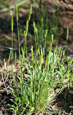 image of Anthoxanthum odoratum, Sweet Vernal Grass