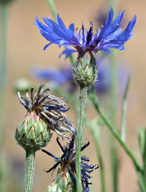 Cyanus segetum, Bachelor's Buttons, Cornflower