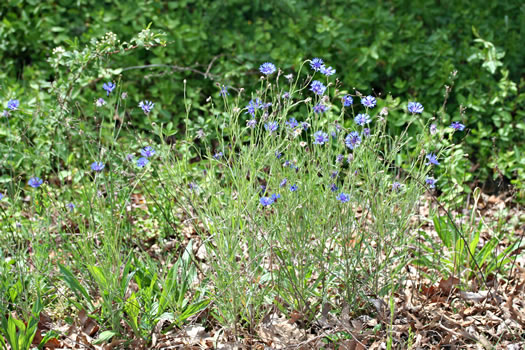 image of Cyanus segetum, Bachelor's Buttons, Cornflower