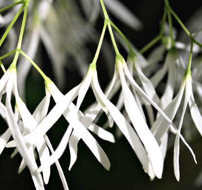 image of Chionanthus virginicus, Fringetree, Grancy Graybeard, Old Man's Beard, Grandsir-graybeard