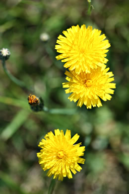 image of Hypochaeris radicata, Hairy Cat's-ear, Spotted Cat's-ear, Cat's Ear Dandelion