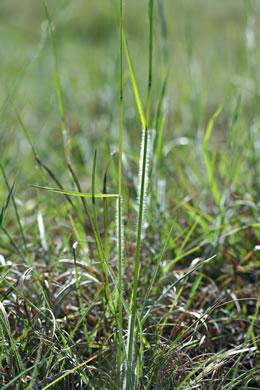 image of Paspalum dilatatum ssp. dilatatum, Dallis-grass