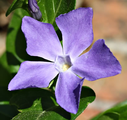 image of Vinca major, Bigleaf Periwinkle, Greater Periwinkle