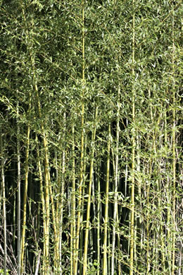 image of Phyllostachys aurea, Golden Bamboo, Fishpole Bamboo