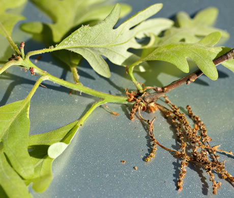 image of Quercus alba, White Oak