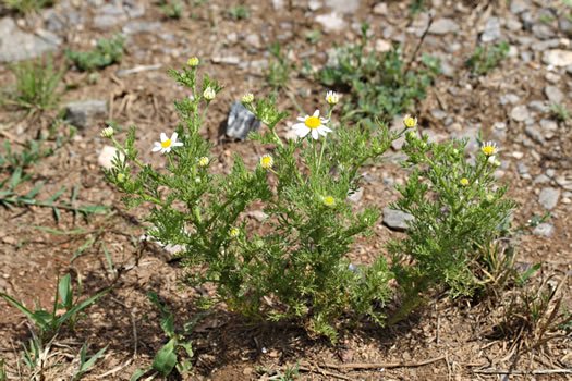 image of Anthemis cotula, Stinking Chamomile, Stinking Mayweed, Dog-fennel, Chigger-weed