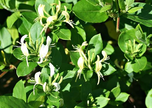 image of Lonicera japonica, Japanese Honeysuckle