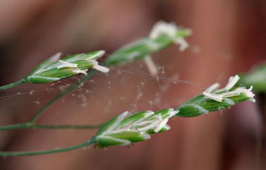 spikelet