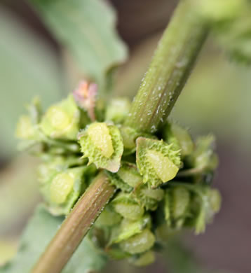 image of Rumex pulcher, Fiddle Dock