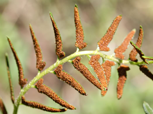 image of Polystichum acrostichoides, Christmas Fern