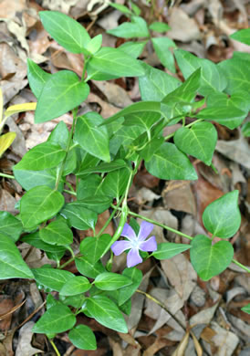 image of Vinca major, Bigleaf Periwinkle, Greater Periwinkle