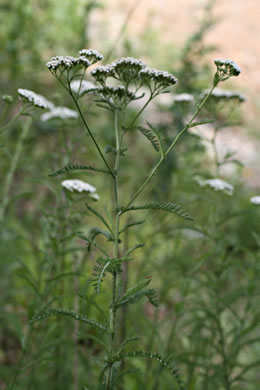 image of Achillea gracilis, Eastern Yarrow, Eastern Thousandleaf