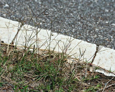 image of Cynodon dactylon, Bermuda Grass, Scutch Grass