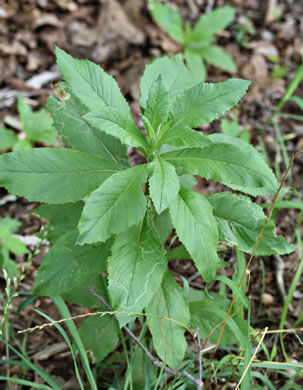 image of Erechtites hieraciifolius, Fireweed, American Burnweed, Pilewort