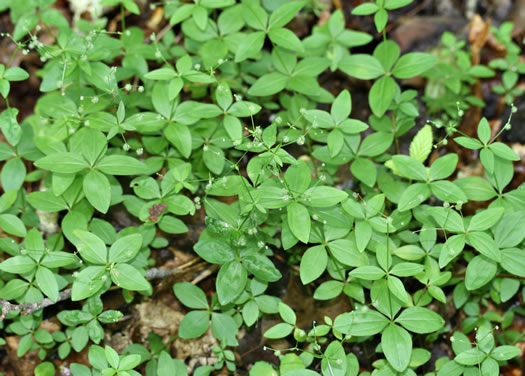 image of Galium circaezans, Forest Bedstraw, Licorice Bedstraw