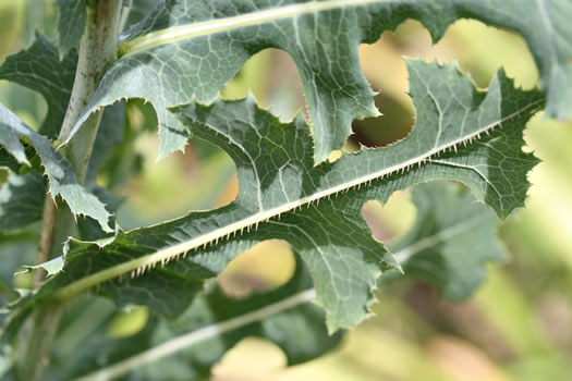 Lactuca serriola, Prickly Lettuce