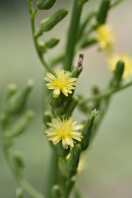 Lactuca canadensis, American Wild Lettuce, Canada Lettuce