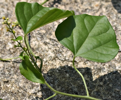 image of Nephroia carolina, Carolina Moonseed, Coralbeads, Carolina Snailseed, Red Moonseed