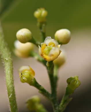 panicle