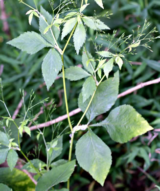 image of Cryptotaenia canadensis, Honewort