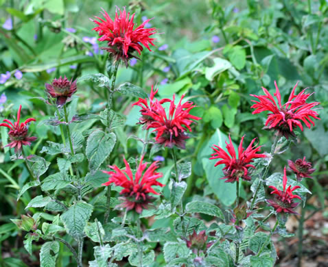 image of Monarda didyma, Scarlet Beebalm, Oswego Tea