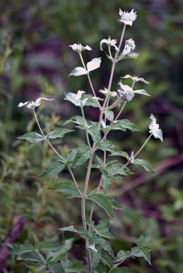 image of Pycnanthemum incanum +, Hoary Mountain-mint, White Mountain-mint