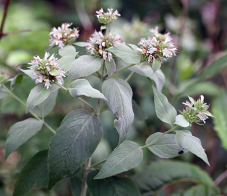 image of Pycnanthemum pycnanthemoides var. pycnanthemoides, Woodland Mountain-mint, Southern Mountain-mint