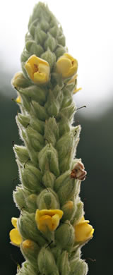 image of Verbascum thapsus ssp. thapsus, Woolly Mullein, Common Mullein, Flannel-plant, Velvet-plant