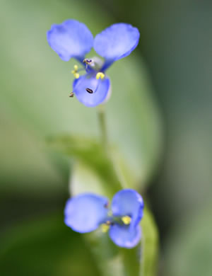 image of Commelina diffusa, Spreading Dayflower, Creeping Dayflower