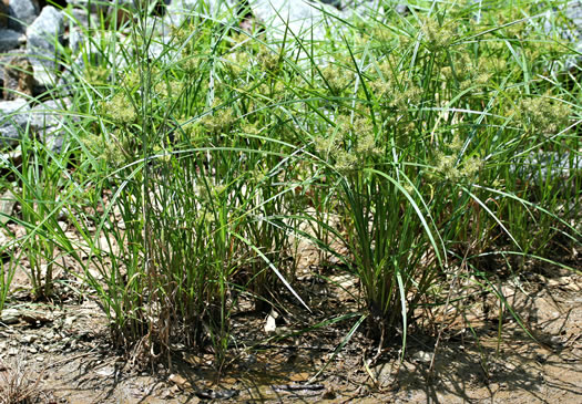 image of Cyperus strigosus var. strigosus, False Nutsedge, Straw Flatsedge, Straw-colored Flatsedge