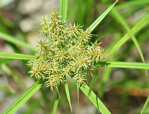 image of Cyperus strigosus var. strigosus, False Nutsedge, Straw Flatsedge, Straw-colored Flatsedge