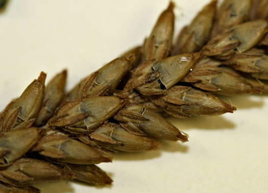 Plantago rugelii, American Plantain, Broad-leaved Plantain, Blackseed Plantain, Rugel’s Plantain