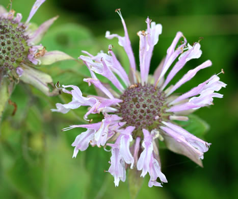 image of Monarda fistulosa +, Wild Bergamot