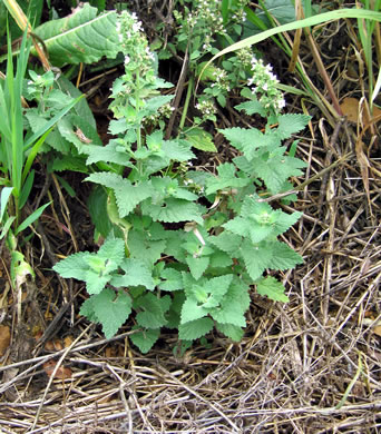 image of Nepeta cataria, Catnip, Catmint