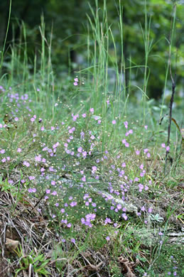 image of Agalinis tenuifolia, Common Gerardia, Slenderleaf Agalinis, Slender False Foxglove, Slender Gerardia