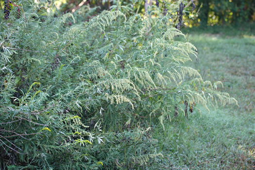 image of Artemisia vulgaris, Mugwort, Felon Herb