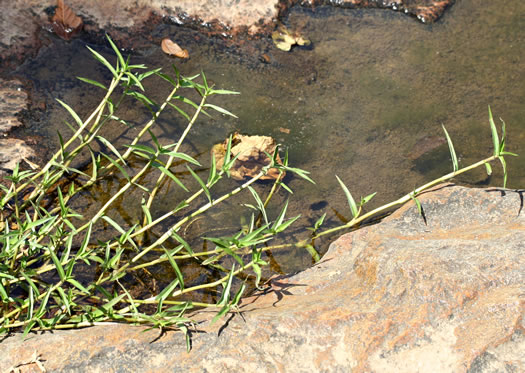 image of Murdannia keisak, Murdannia, Asian Spiderwort, Marsh Dewflower, Wart-removing Herb