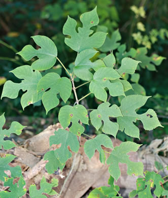 image of Broussonetia papyrifera, Paper Mulberry