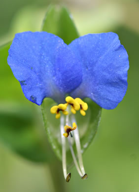 image of Commelina communis, Asiatic Dayflower, Common Dayflower