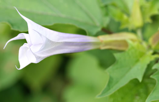 image of Datura stramonium, Jimsonweed, Thornapple, Stramonium