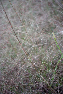 image of Eragrostis capillaris, Lace Lovegrass, Lacegrass