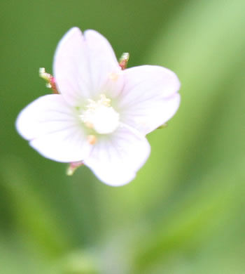 image of Epilobium coloratum, Purpleleaf Willowherb, Bronze Willowherb, Eastern Willowherb