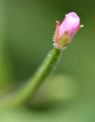 image of Epilobium coloratum, Purpleleaf Willowherb, Bronze Willowherb, Eastern Willowherb