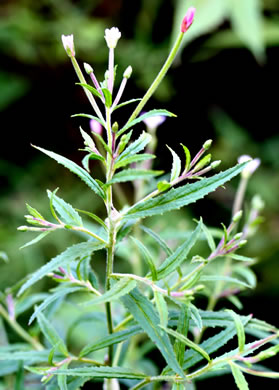 image of Epilobium coloratum, Purpleleaf Willowherb, Bronze Willowherb, Eastern Willowherb