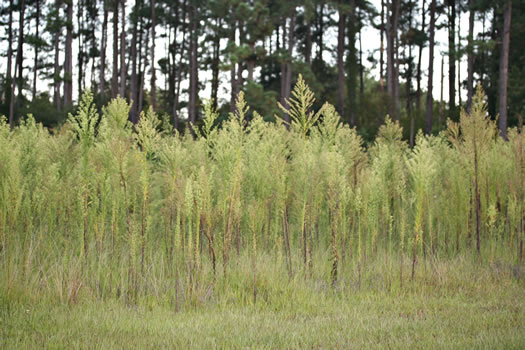 image of Erigeron canadensis, Common Horseweed