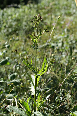 image of Erechtites hieraciifolius, Fireweed, American Burnweed, Pilewort