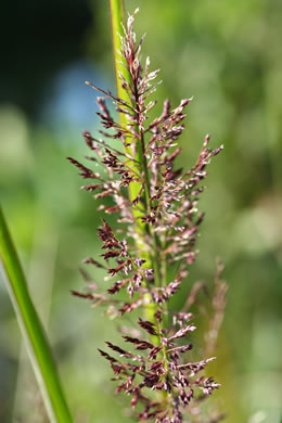 spikelet