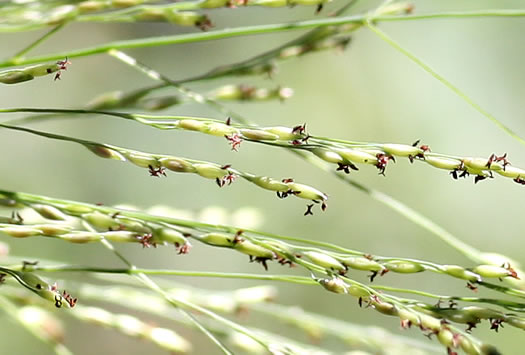 spikelet