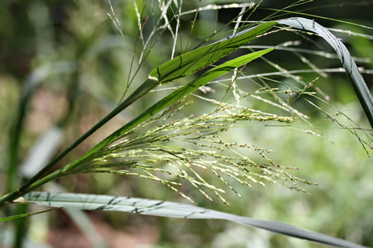 panicle